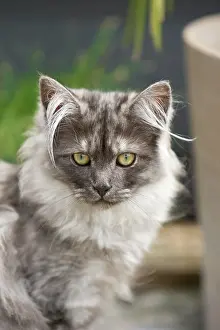 Coon: Young Maine Coon cat