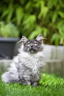 Coon: Young Maine Coon cat