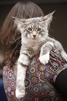 Crossed: Young maine coon on the shoulders of her mistress France