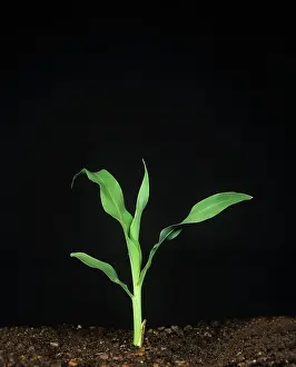 Sprouting: Young maize plant