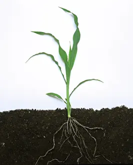 Study: Young maize plant