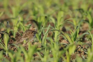 Opened: In young maize... Skylark (Alauda arvensis)