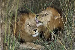 Wounded: Two young male adult lions bonding showing