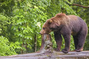 Bottom: A young male Eurasian brown bear (Ursus arctos arctos) walks on a rotting log lying on the ground