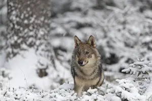 Race: One young male eurasian gray wolf (Canis lupus lupus)