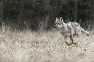 Race: One young male eurasian gray wolf (Canis lupus lupus) running over a meadow