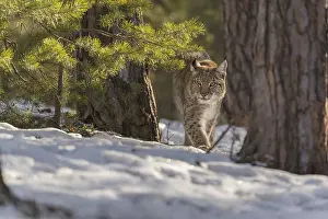 Early: One young male Eurasian lynx, (Lynx lynx)