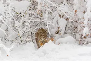 Wintry Landscape: One young male Eurasian lynx, (Lynx lynx)