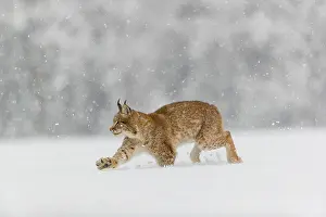 Race: One young male Eurasian lynx, (Lynx lynx), running over a