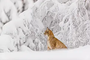 Pantherinae: One young male Eurasian lynx, (Lynx lynx), walking through
