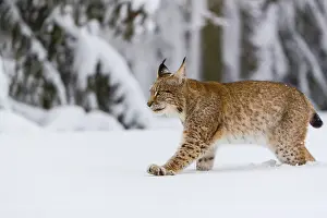 Pantherinae: One young male Eurasian lynx, (Lynx lynx), walking over a