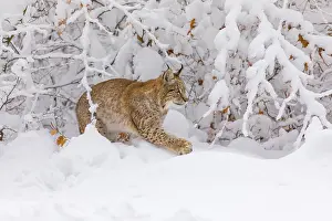 Pantherinae: One young male Eurasian lynx, (Lynx lynx), walking through