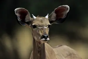 Kudus: Young male Greater KUDU