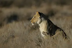 Mata: Lion