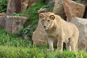 Hills: A young male lion (Panthera leo) stands on a rocky hill on a sunny day
