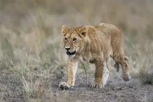 Triangle: Lion