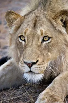Masculine: Young male lion stays alert while stalking