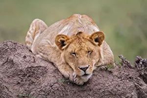 Termite: Young male lion on termite mound, Maasai