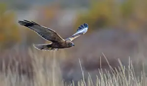 Harrier: Young male marsh harrier (Circus aeruginosus)