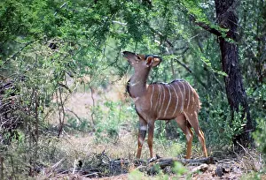 Browsing: Young male Nyala - browsing foliage in shade of tree