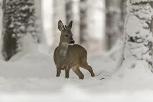 Buck: One young male Roe Deer, Roe buck (Capreolus capreolus)