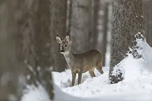 Buck: One young male Roe Deer, Roe buck (Capreolus capreolus)