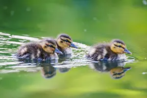 Mallard: Young mallard (Anas platyrhynchos), Germany, Europe
