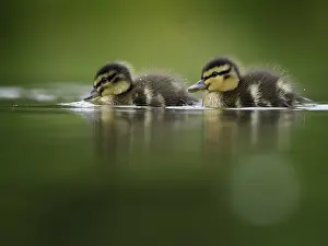 Duckling: Two young Mallard (Anas platyrhynchos) ducklings