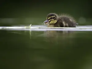 Duckling: A young Mallard duckling follow closely behind mum