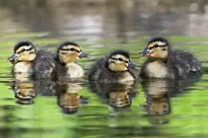 Platyrhynchos: Young mallards (Anas platyrhynchos), Emsland, Lower