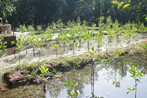 Planted: Young Mangroves planted for purifying water