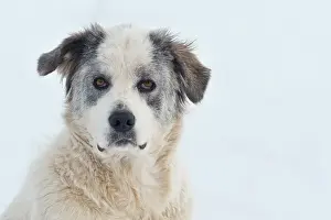 Mongrel: Young Maremma Abruzzo Shepherd Mongrel (Canis lupus