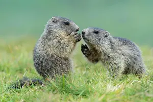 Marmots: Young marmots (Marmota marmota) in the Alps, Hohe