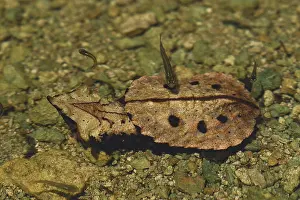 Matamata: Young Mata-mata Turtle