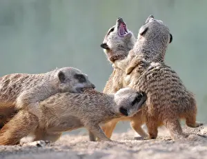 Suricates: Young Meerkats (Suricata suricatta) wrestling