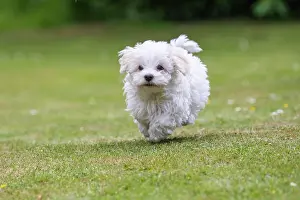 Mini: Young Mini Maltese in Sprint