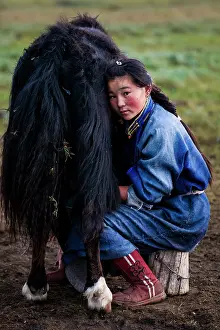 Steppes: Young Mongolian milking his Dzo - Mongolia Arkhangai