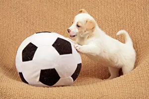 Ball: Young mongrel playing with a big ball junger Dackel