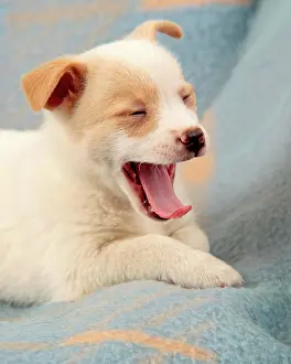Mongrels: Young mongrel yawning