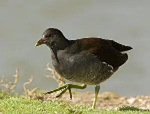 Moorhens: Young moorhen by water
