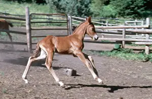 Morgan: Young Morgan Horse Foal