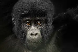 Beringei: A young Mountain Gorilla (Gorilla beringei beringei)