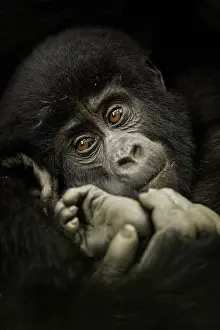 Beringei: A young Mountain Gorilla (Gorilla beringei beringei)