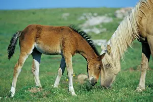 Mustang: Young Mustang Wild Horse - Colt playing or rubbing