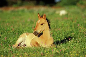 Mustang: Young Mustang Wild Horse - Colt resting in meadow