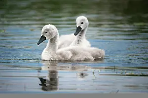 Olor: Two young Mute Swan (cygnus olor), on a lake, portrait