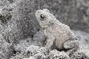 Bufo: Young natterjack toad (Epidalea calamita), Emsland