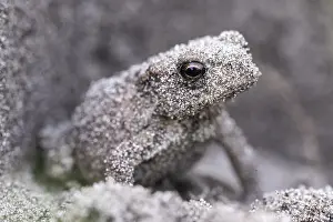 Bufo: Young natterjack toad (Epidalea calamita), Emsland