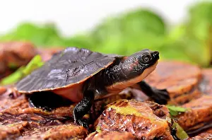 Novaeguineae: Young New Guinea Snapping Turtle three-quarter shot