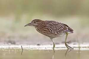 Ardeidae: Young Night Heron (Nycticorax nycticorax) on the